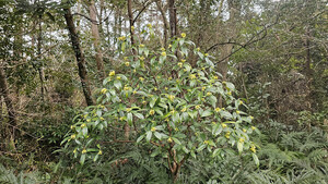[길에서 만난 들꽃이야기] 봄이 걸어온다...