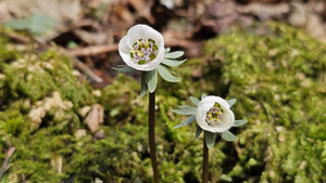 [길에서 만난 들꽃이야기] 봄꽃 마중