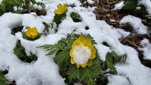 [길에서 만난 들꽃이야기] 봄꽃 마중하는 &apos;거친오름&apos;