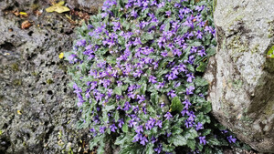 [길에서 만난 들꽃이야기] 예래생태공원 &apos;봄꽃나들이&apos;