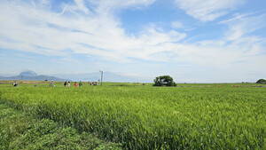 [길에서 만난 들꽃이야기] 가파도 청보리축제