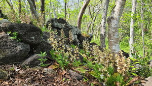 [길에서 만난 들꽃이야기] 봄의 여신 &apos;새우난초&apos;