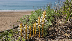 [길에서 만난 들꽃이야기] 사철쑥에 기생하는 &apos;초종용&apos;