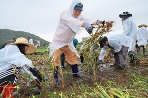 제주시 일손부족 마늘재배 농가 지원