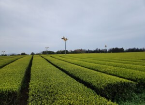 말차의 시대, 도약하는 제주 茶 산업