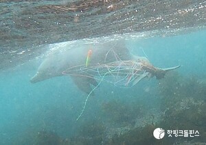 제주남방큰돌고래 보호구역 내 선박관광 등 금지해야
