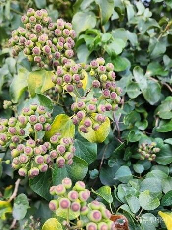 한겨울에도 늘푸른 소왁낭