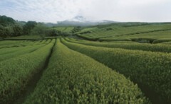 제주 차산업! 대박날 수 있을까?